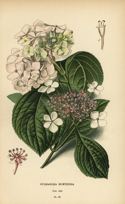 Hortensja wielkokwiatowa, Hortensja macrophylla. autorstwa Désiré Georges Jean Marie Bois