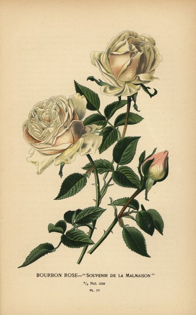 Róża Burbonów, Pamiątka z Malmaison. autorstwa Désiré Georges Jean Marie Bois