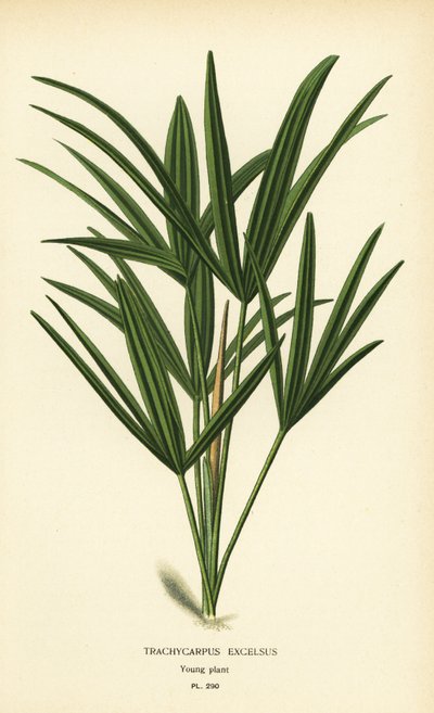 Rhapis excelsa (Trachycarpus excelsus). Chromolithograph z ilustracji Desire Bois z filmu Ulubione kwiaty ogrodu i szklarni Edwarda Stepa, Frederick Warne, Londyn autorstwa Désiré Georges Jean Marie Bois