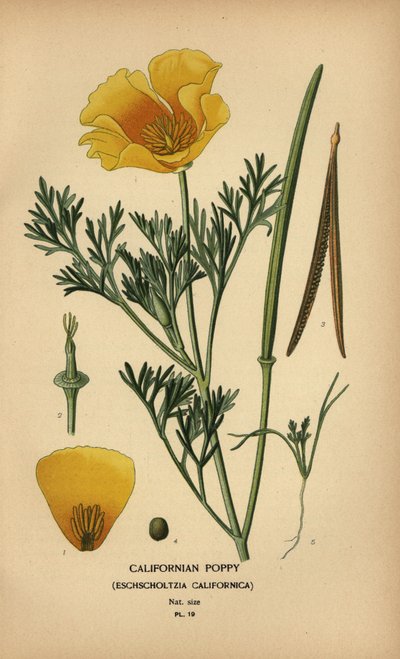 Mak kalifornijski, Eschscholzia californica autorstwa Désiré Georges Jean Marie Bois