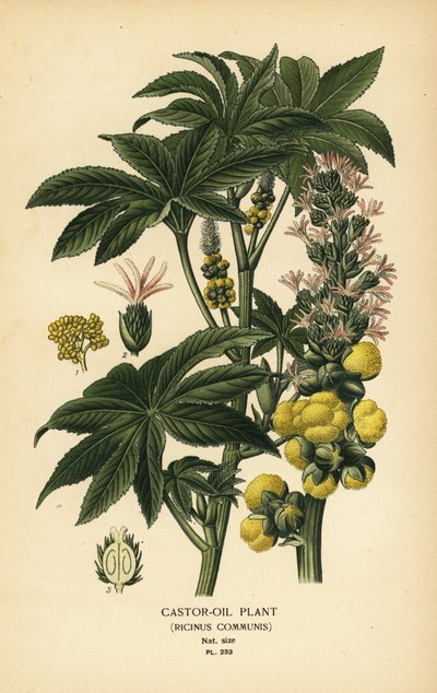 Olej rycynowy, Ricinus communis. Chromolithograph z ilustracji Desire Bois z filmu Ulubione kwiaty ogrodu i szklarni Edwarda Stepa, Frederick Warne, Londyn autorstwa Désiré Georges Jean Marie Bois