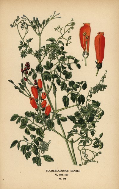Chilijski kwiat chwały, Eccremocarpus scaber. autorstwa Désiré Georges Jean Marie Bois