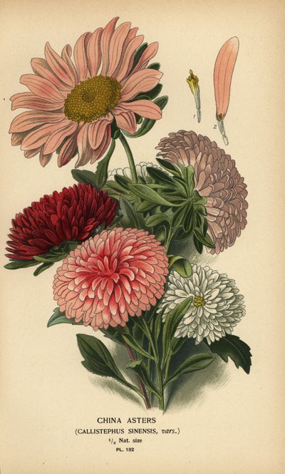 Odmiany astry chińskie, Callistephus x sinensis. autorstwa Désiré Georges Jean Marie Bois