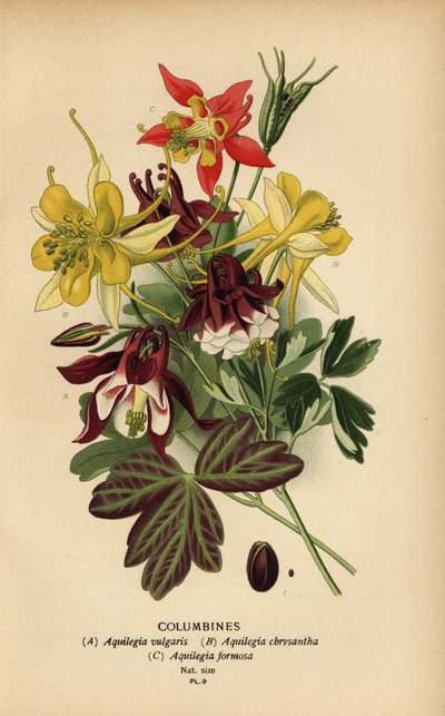 Orlik, gatunki Orlików. autorstwa Désiré Georges Jean Marie Bois