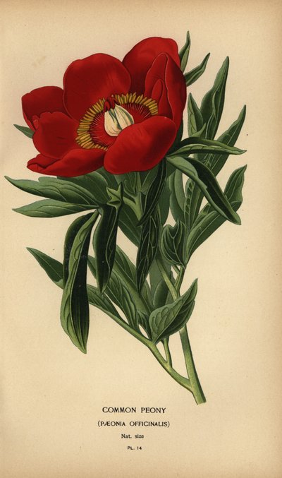 Piwonia zwyczajna, Paeonia officinalis. autorstwa Désiré Georges Jean Marie Bois