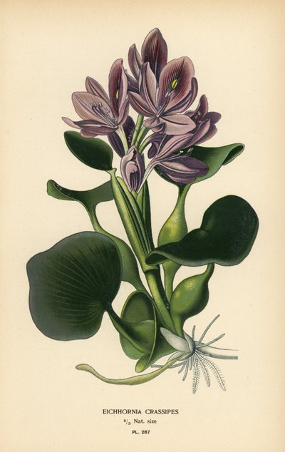 Hiacynt wodny, Eichhornia crassipes. Chromolithograph z ilustracji Desire Bois z filmu Ulubione kwiaty ogrodu i szklarni Edwarda Stepa, Frederick Warne, Londyn autorstwa Désiré Georges Jean Marie Bois