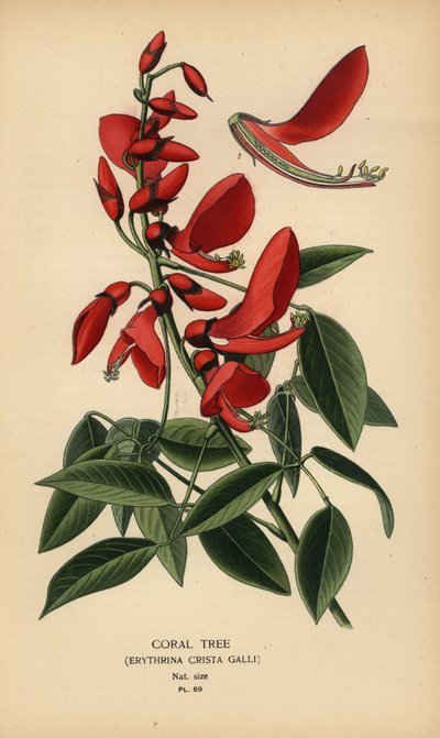 Drzewo koralowe, Erythrina crista-galli. autorstwa Désiré Georges Jean Marie Bois