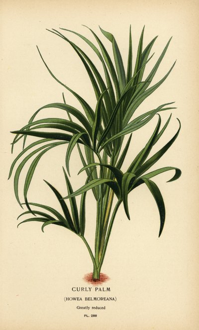 Palma kędzierzawa, Howea belmoreana. Wrażliwy. Chromolithograph z ilustracji Desire Bois z filmu Ulubione kwiaty ogrodu i szklarni Edwarda Stepa, Frederick Warne, Londyn autorstwa Désiré Georges Jean Marie Bois