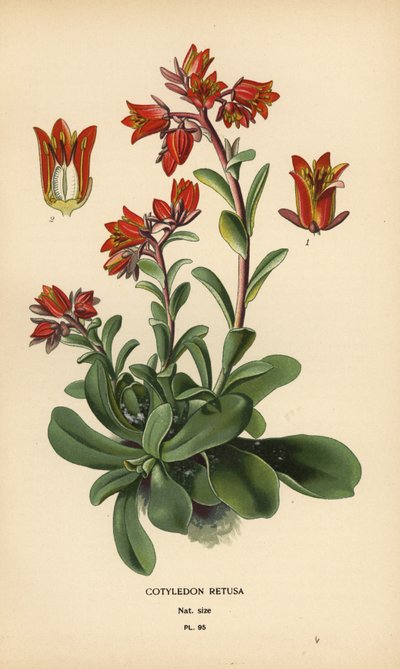 Błyszcząca Echeveria. autorstwa Désiré Georges Jean Marie Bois