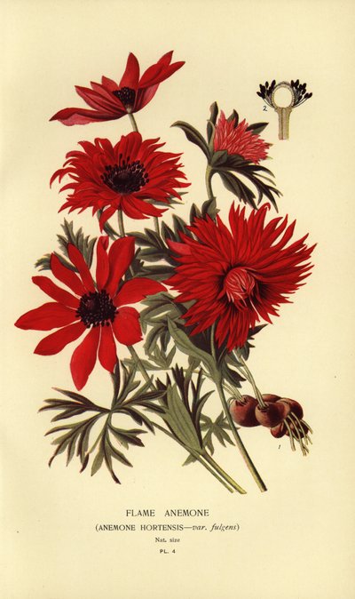 Zawilec ognisty, Anemone hortensis. autorstwa Désiré Georges Jean Marie Bois