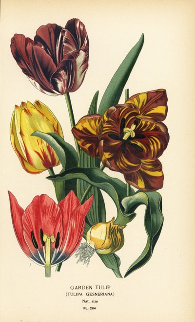 Garden tulip, Tulipa gesneriana. Chromolithograph from an illustration by Desire Bois from Edward Step’s Favourite Flowers of Garden and Greenhouse, Frederick Warne, London   1411485   pl       polish Successfully Translated  Original: Open channel (in the autorstwa Désiré Georges Jean Marie Bois