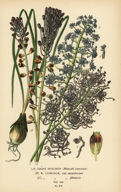 Szafirek, Leopoldia comosa (Muscari comosum, var. monstrosum, var. plumosa). Chromolithograph z ilustracji Desire Bois z filmu Ulubione kwiaty ogrodu i szklarni Edwarda Stepa, Frederick Warne, Londyn autorstwa Désiré Georges Jean Marie Bois