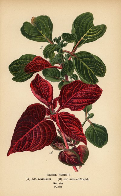 Odmiany krwiolistne Herbsta, Iresine herbstii a) var. acuminata, b) var. aureore-reticulata. Chromolithograph z ilustracji Desire Bois z filmu Ulubione kwiaty ogrodu i szklarni Edwarda Stepa, Frederick Warne, Londyn autorstwa Désiré Georges Jean Marie Bois