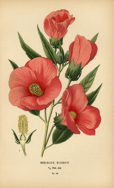 Hibiskus różany. autorstwa Désiré Georges Jean Marie Bois