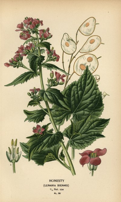 Uczciwość, Lunaria annua. autorstwa Désiré Georges Jean Marie Bois