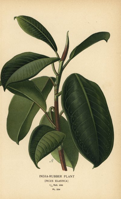 Indyjska roślina gumowa, Ficus elastica. Chromolithograph z ilustracji Desire Bois z filmu Ulubione kwiaty ogrodu i szklarni Edwarda Stepa, Frederick Warne, Londyn autorstwa Désiré Georges Jean Marie Bois