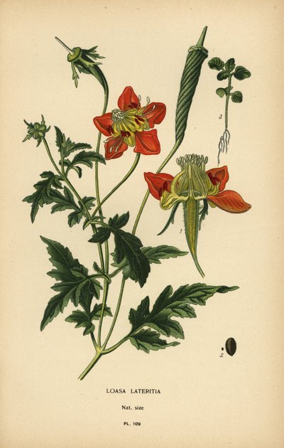Loasa lateritia. autorstwa Désiré Georges Jean Marie Bois