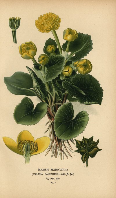 Nagietek bagienny, Caltha palustris. autorstwa Désiré Georges Jean Marie Bois