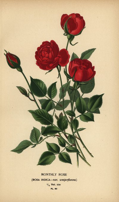 Róża miesięczna, Rosa chinensis var. semperflorenów. autorstwa Désiré Georges Jean Marie Bois