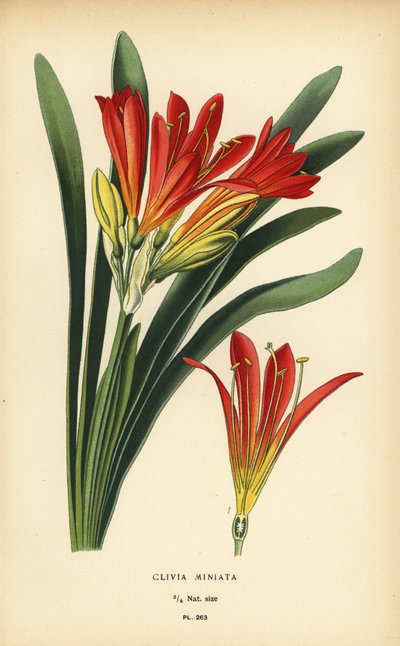 Lilia natalowa lub lilia krzewiasta, Clivia miniata. Chromolithograph z ilustracji Desire Bois z filmu Ulubione kwiaty ogrodu i szklarni Edwarda Stepa, Frederick Warne, Londyn autorstwa Désiré Georges Jean Marie Bois