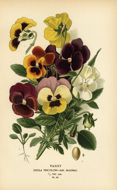 Bratek, altówka trójkolorowa. autorstwa Désiré Georges Jean Marie Bois