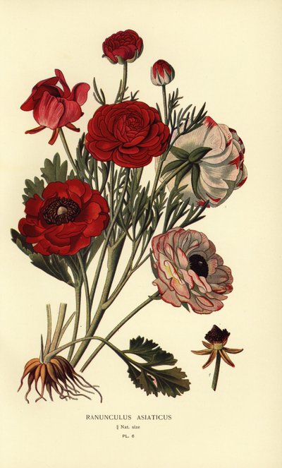 Jaskiery perskie, Ranunculus asiatica. autorstwa Désiré Georges Jean Marie Bois