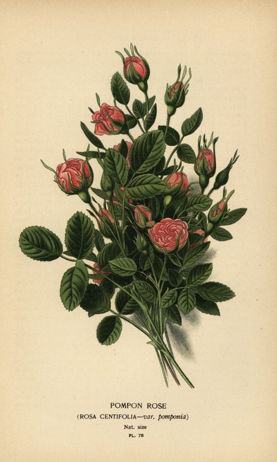 Róża pomponowa, Rosa centifolia var. pompony. autorstwa Désiré Georges Jean Marie Bois