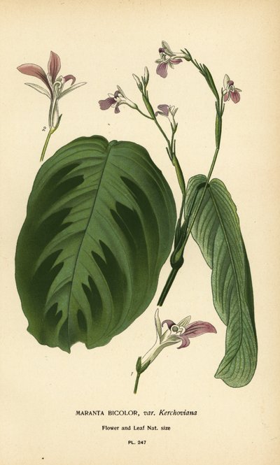 Roślina modlitewna, Maranta leuconeura (Maranta bicolor var. Kerchoviana). Chromolithograph z ilustracji Desire Bois z filmu Ulubione kwiaty ogrodu i szklarni Edwarda Stepa, Frederick Warne, Londyn autorstwa Désiré Georges Jean Marie Bois