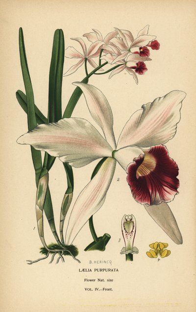 Purpurowa orchidea laelia, Cattleya purpurata (Laelia purpurata). Chromolitografia z ilustracji B. Herincqa z książki Ulubione kwiaty ogrodu i szklarni Edwarda Stepa, Frederick Warne, Londyn autorstwa Désiré Georges Jean Marie Bois
