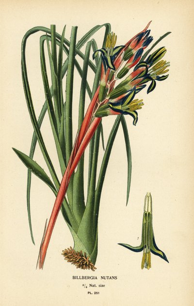 Roślina łez królowej, Billbergia nutans. Chromolithograph z ilustracji Desire Bois z filmu Ulubione kwiaty ogrodu i szklarni Edwarda Stepa, Frederick Warne, Londyn autorstwa Désiré Georges Jean Marie Bois