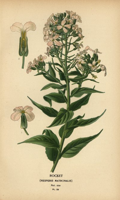 Rocket, opiekunka Hespera. autorstwa Désiré Georges Jean Marie Bois