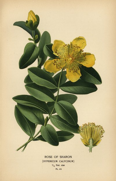 Róża Sharon, Hypericum calycinum. autorstwa Désiré Georges Jean Marie Bois