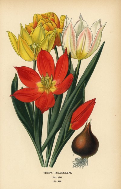 Tulipan Schrencka, Tulipa suaveolens lub Tulipa schrenkii. Chromolithograph z ilustracji Desire Bois z filmu Ulubione kwiaty ogrodu i szklarni Edwarda Stepa, Frederick Warne, Londyn autorstwa Désiré Georges Jean Marie Bois