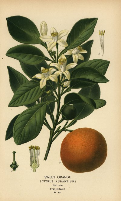 Słodka pomarańcza, Citrus x aurantium. autorstwa Désiré Georges Jean Marie Bois