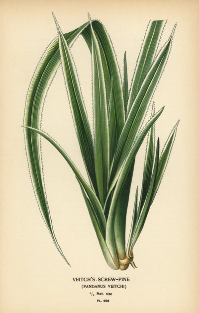 Tahitańska sosna, Pandanus tectorius (sosna Veitcha, Pandanus veitchii). Chromolithograph z ilustracji Desire Bois z filmu Ulubione kwiaty ogrodu i szklarni Edwarda Stepa, Frederick Warne, Londyn autorstwa Désiré Georges Jean Marie Bois