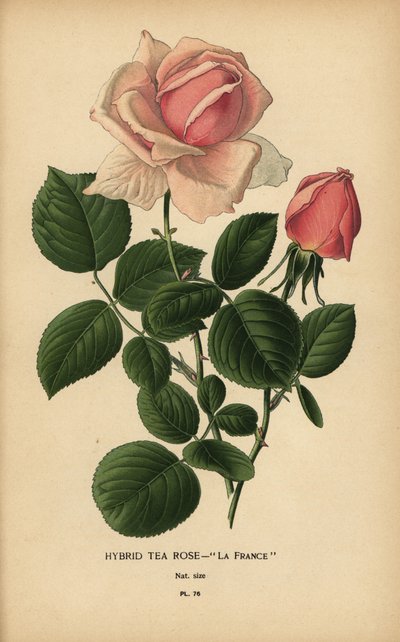 Hybryda róży herbacianej, La France, Rosa × odorata. autorstwa Désiré Georges Jean Marie Bois
