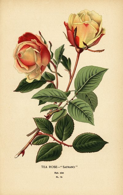 Hybryda z różą herbacianą, Szafran, Róża × Odorata. autorstwa Désiré Georges Jean Marie Bois