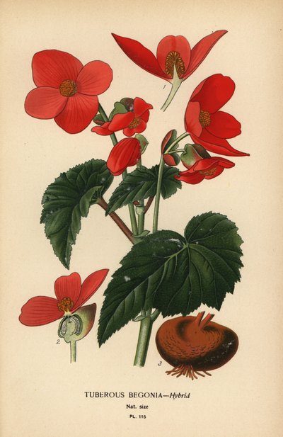 Hybryda begonii bulwiastej. autorstwa Désiré Georges Jean Marie Bois
