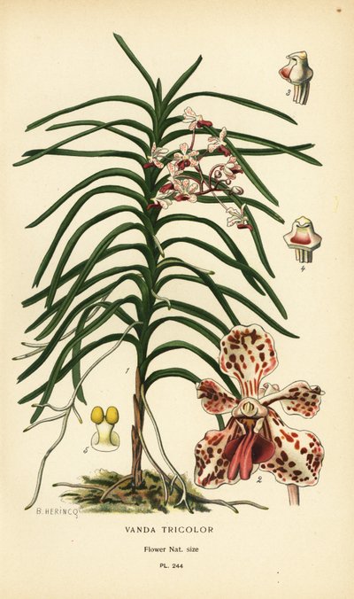 Wanda trójkolorowa orchidea. Chromolitografia z ilustracji B. Herincqa z książki Ulubione kwiaty ogrodu i szklarni Edwarda Stepa, Frederick Warne, Londyn autorstwa Désiré Georges Jean Marie Bois