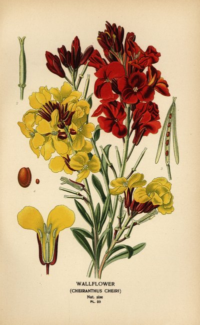Wallflowers, Erysimum × cheiri. autorstwa Désiré Georges Jean Marie Bois