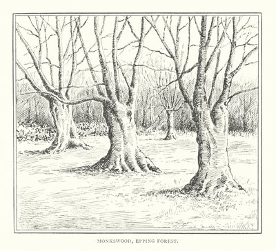 Monkswood, Epping Forest (litografia) autorstwa Duncan Moul