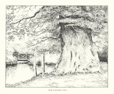 The Walkern Oak (litografia) autorstwa Duncan Moul