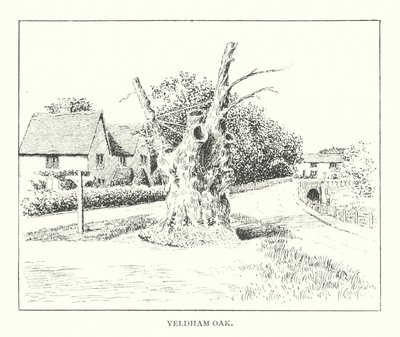 Yeldham Oak (litografia) autorstwa Duncan Moul