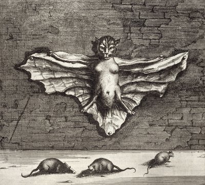Nietoperz znany jako Latający Kot, z Chin Ilustrowany przez Athanasius Kircher (1601-80) 1667 autorstwa Dutch School