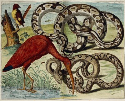 Ptaki i węże, tablica 62, z „Najdokładniejszego opisu skarbów przyrody”, 1734-1765 autorstwa Dutch School