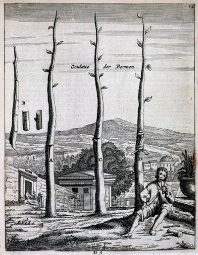 Drzewa owocowe, z De Nederlandze Hesperides autorstwa Jana Commelina, opublikowane w 1676 r. autorstwa Dutch School