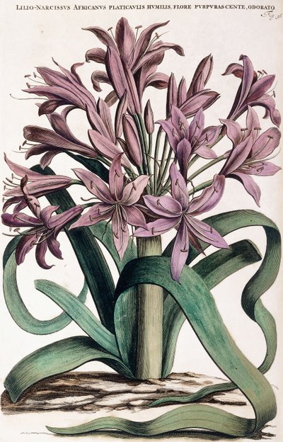 Lillio-Narcissus , 1697-1701 autorstwa Dutch School