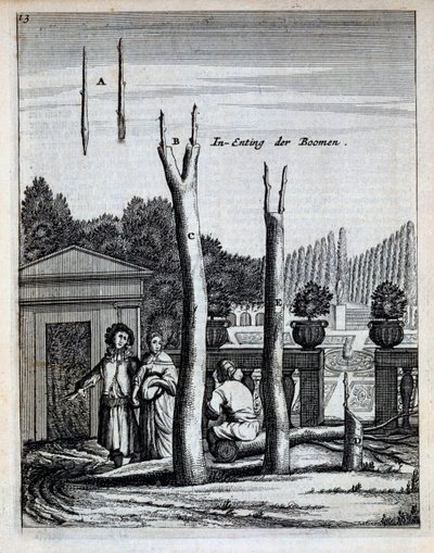 Lipy i pomarańcze, z De Nederlandze Hesperides Jana Commelina, opublikowane w 1676 r. autorstwa Dutch School