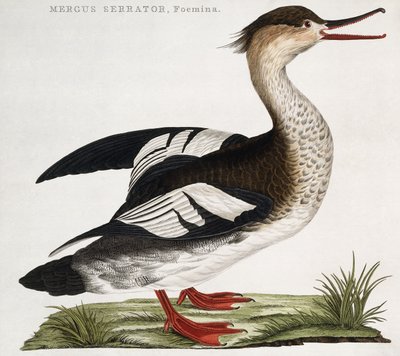 Mergus Serrator, Kobieta autorstwa Dutch School