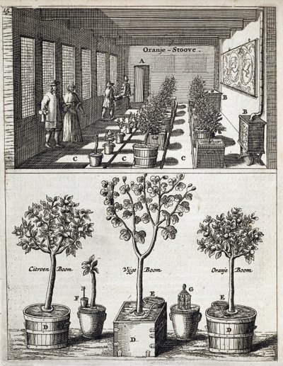 Oranżeria, z De Nederlandze Hesperides Jana Commelina, wydana w 1676 r. autorstwa Dutch School